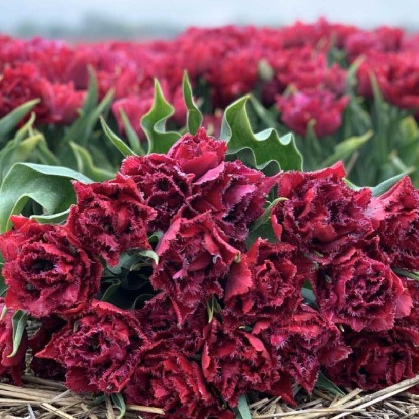 Tulipanløk - Cranberry thistle - 5 stk
