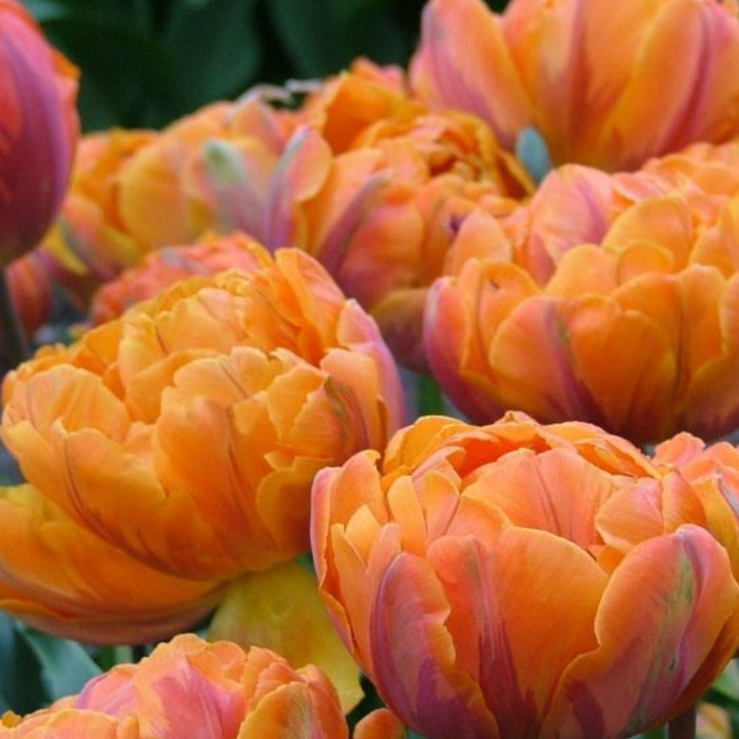 Tulipanløk - Orange princess - 5 stk