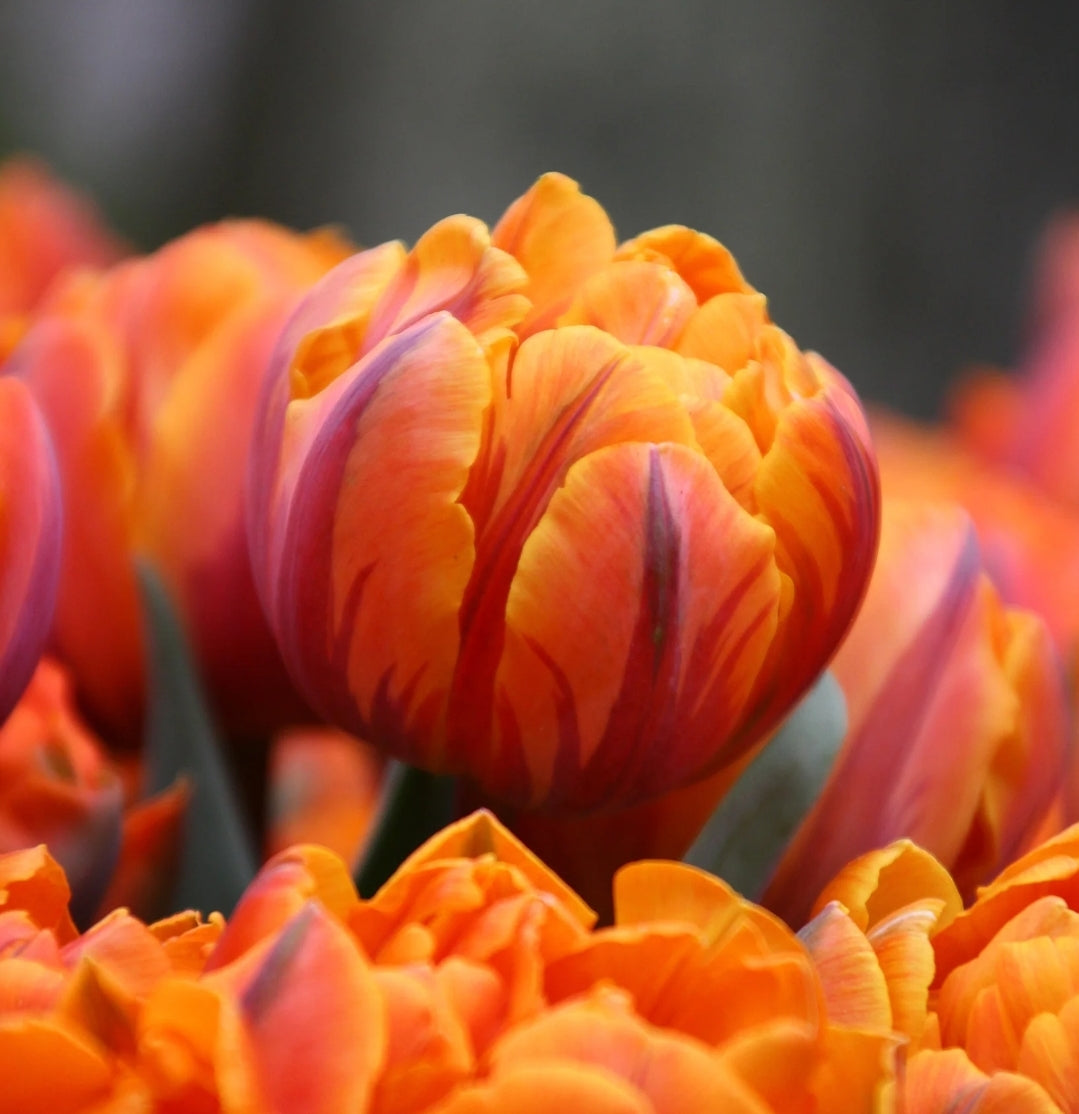 Tulipanløk - Orange princess - 5 stk