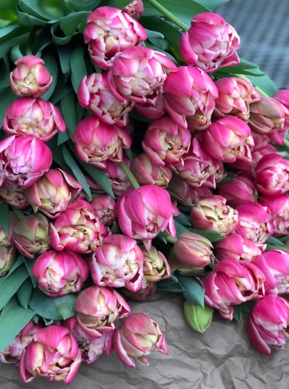 Tulipanløk - Columbus - 5 stk