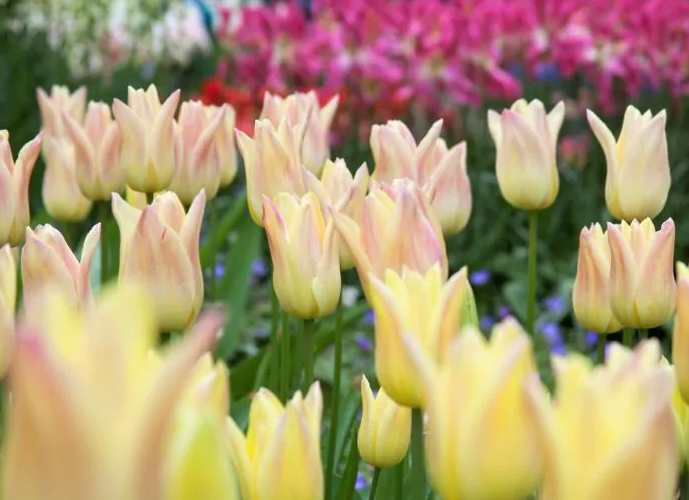 Tulipanløk - Elegant Lady - 5 stk