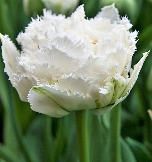 Tulipanløk - Snow Crystal - 5 stk