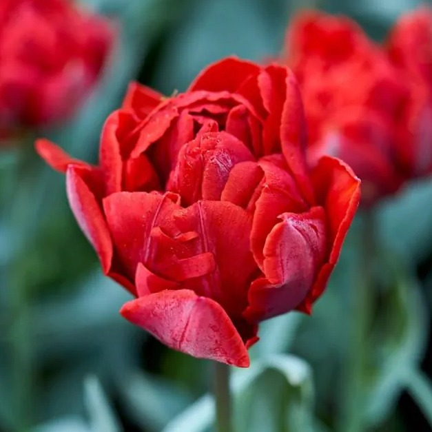 Tulipanløk - Red Princess - 5 stk