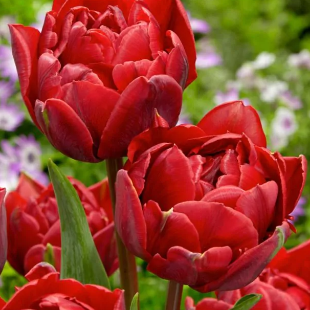 Tulipanløk - Red Princess - 5 stk