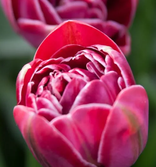 Tulipanløk - Dream Touch - 5 stk