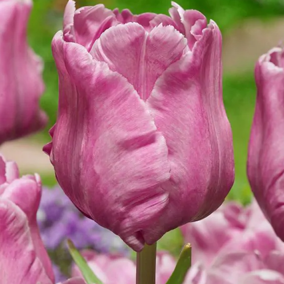 Tulipanløk - Flamingo Queen - 5 stk