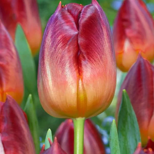 Tulipanløk - Amberglow - 5 stk