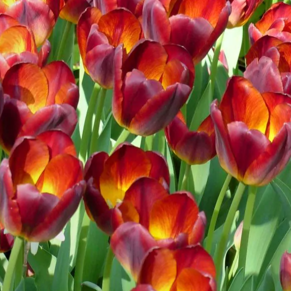 Tulipanløk - Amberglow - 5 stk