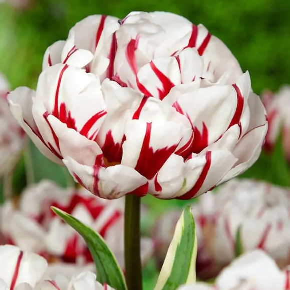 Tulipanløk - Carnaval de Nice - 5 stk