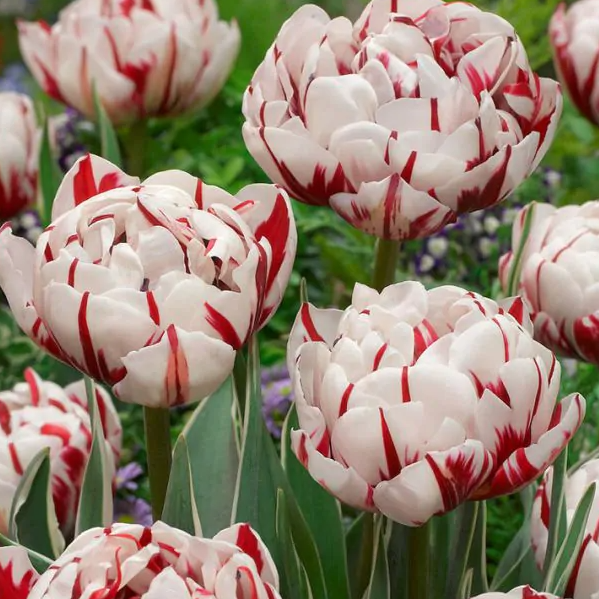 Tulipanløk - Carnaval de Nice - 5 stk