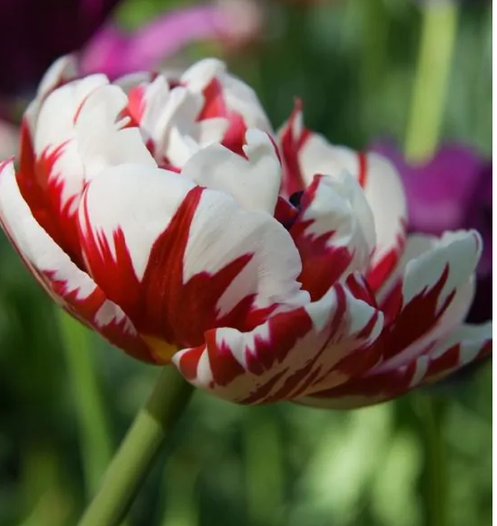 Tulipanløk - Carnaval de Nice - 5 stk