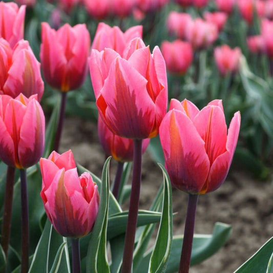 Tulipanløk - Pretty princess - 5 stk