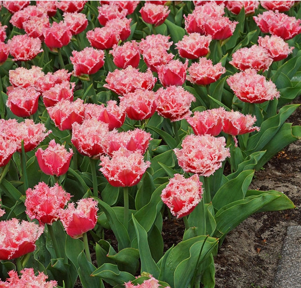 Tulipanløk - Queensland - 5 stk