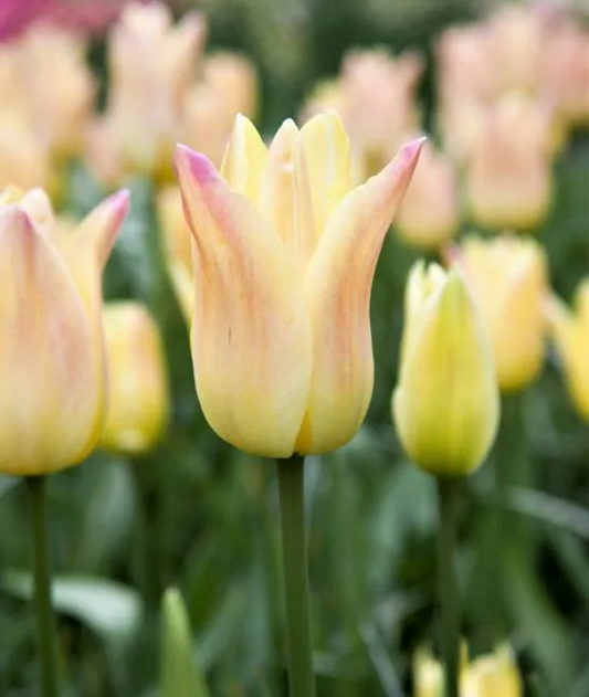 Tulipanløk - Elegant Lady - 5 stk