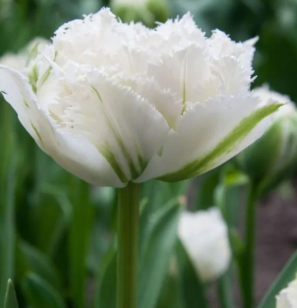 Tulipanløk - Snow Crystal - 5 stk