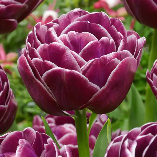 Tulipanløk - Dream Touch - 5 stk