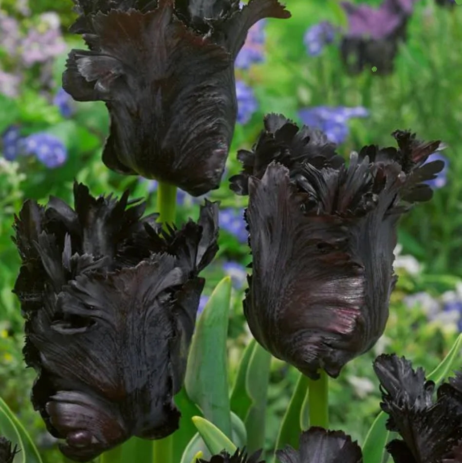 Tulipanløk - Black Parrot - 5 stk