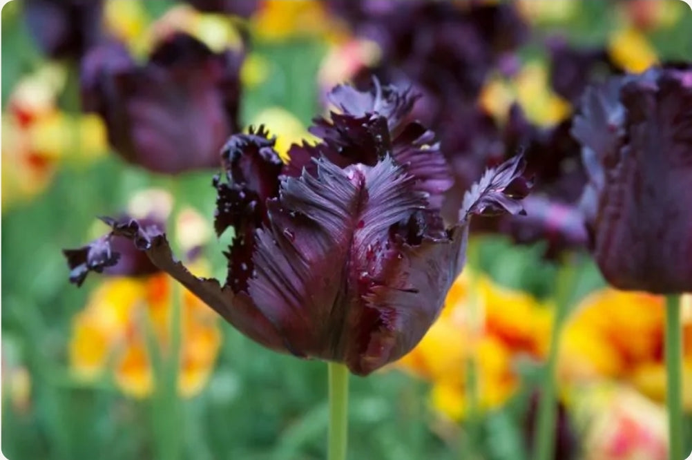 Tulipanløk - Black Parrot - 5 stk